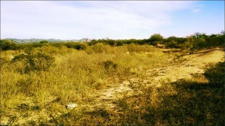 300 ha. en La Calera (San Luis)
