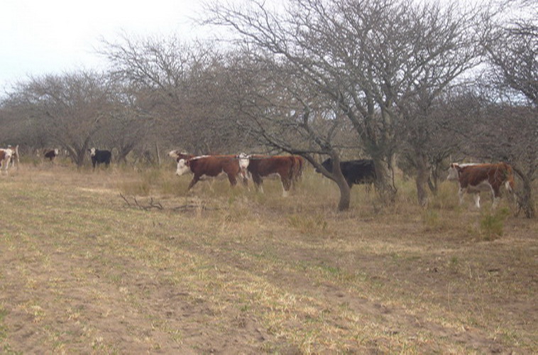 15000 ha. en General Acha (La Pampa)