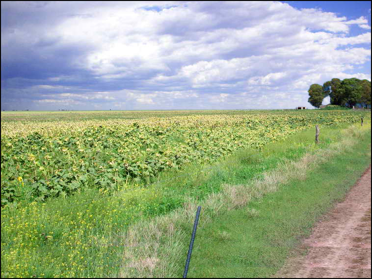 www.estanciascampos.com.ar-La Pampa-Guatrache-2400 ha-mixto limpio- www.estanciascampos.com.ar-La Pampa-Guatrache-2400 ha-mixto limpio-