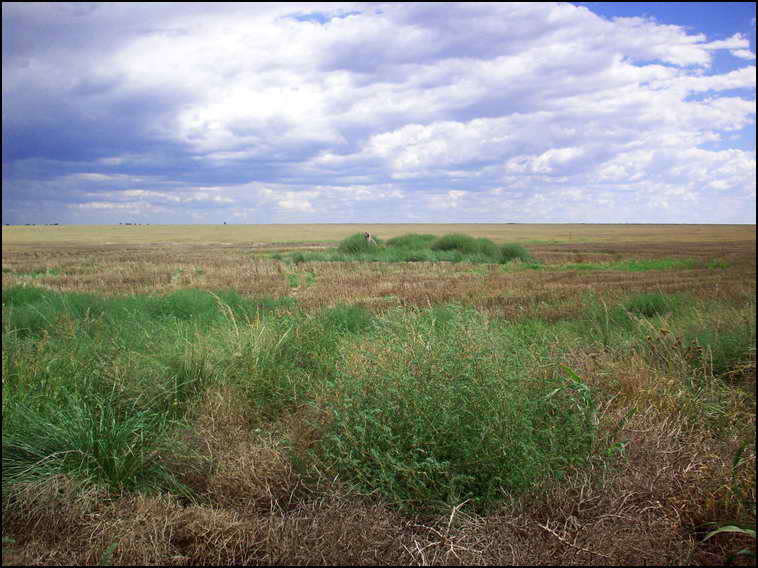 www.estanciascampos.com.ar-La Pampa-Guatrache-2400 ha-mixto limpio- www.estanciascampos.com.ar-La Pampa-Guatrache-2400 ha-mixto limpio-