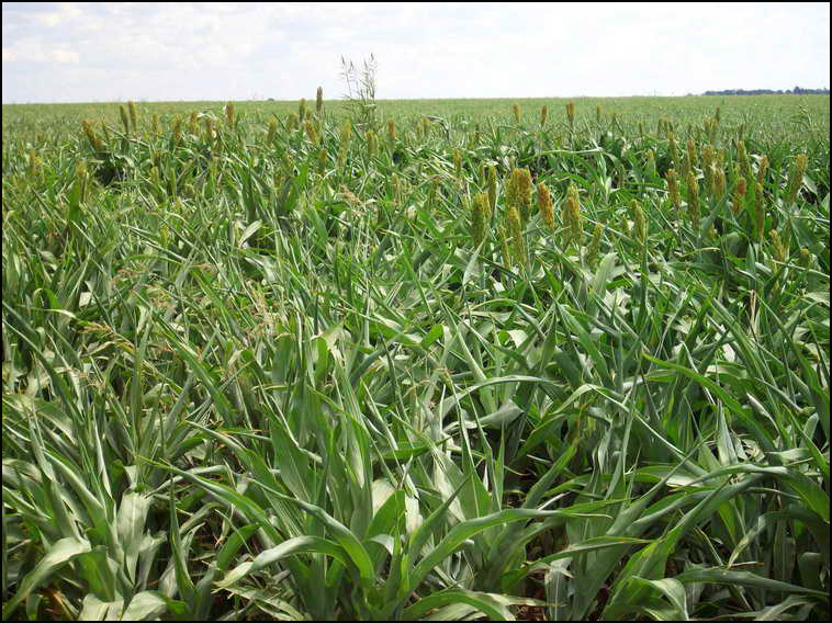 www.estanciascampos.com.ar-La Pampa-Guatrache-2400 ha-mixto limpio- www.estanciascampos.com.ar-La Pampa-Guatrache-2400 ha-mixto limpio-