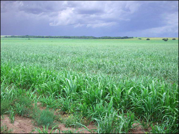 www.estanciascampos.com.ar-La Pampa-Guatrache-2400 ha-mixto limpio- www.estanciascampos.com.ar-La Pampa-Guatrache-2400 ha-mixto limpio-