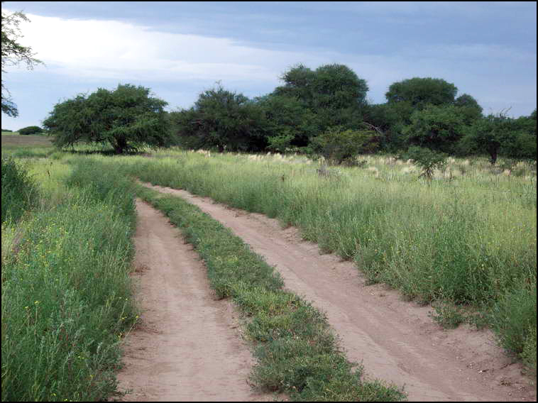 www.estanciascampos.com.ar-La Pampa-Guatrache-2400 ha-mixto limpio- www.estanciascampos.com.ar-La Pampa-Guatrache-2400 ha-mixto limpio-