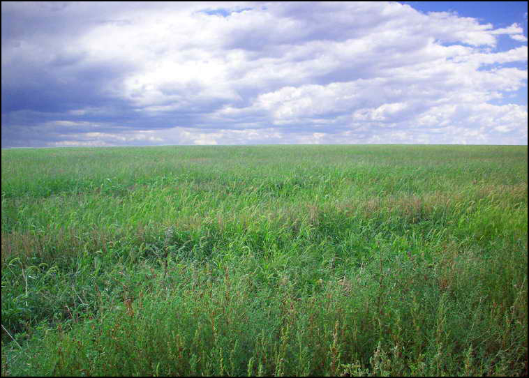 www.estanciascampos.com.ar-La Pampa-Guatrache-2400 ha-mixto limpio- www.estanciascampos.com.ar-La Pampa-Guatrache-2400 ha-mixto limpio-