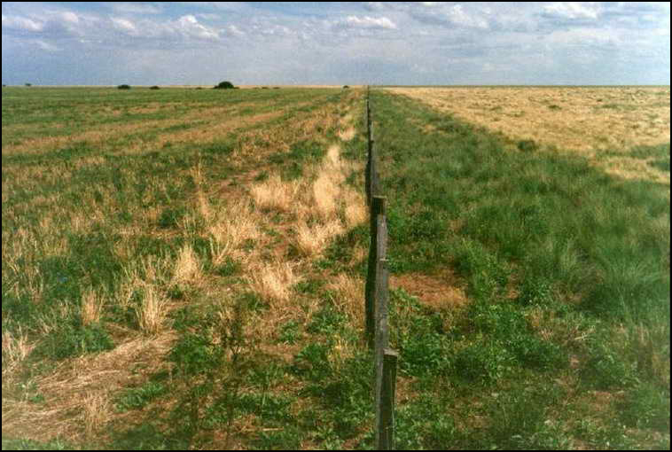 www.estanciascampos.com.ar-La Pampa-Guatrache-2400 ha-mixto limpio- www.estanciascampos.com.ar-La Pampa-Guatrache-2400 ha-mixto limpio-