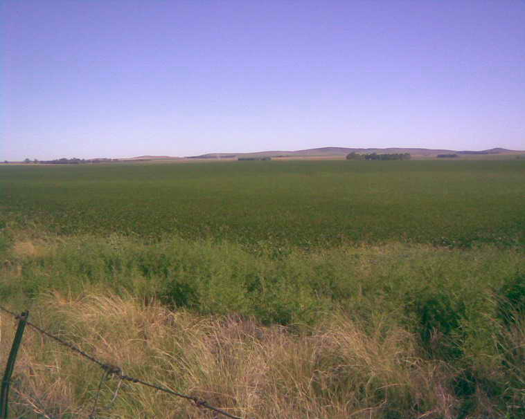 201 ha. en Pigue (BA)