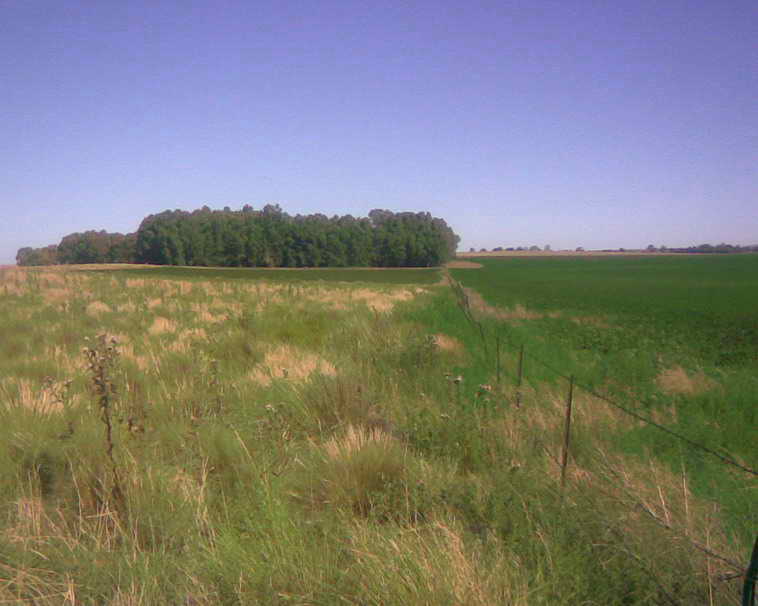 201 ha. en Pigue (BA)