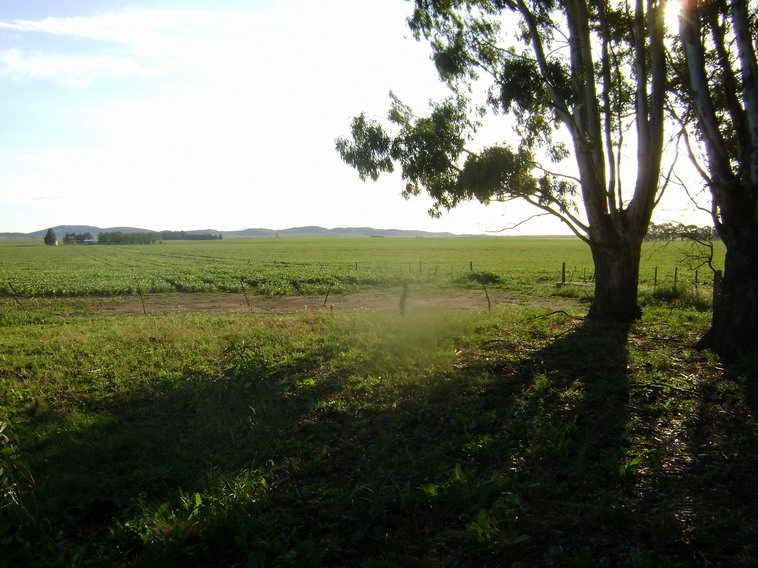 201 ha. en Pigue (BA)