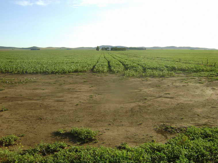 201 ha. en Pigue (BA)