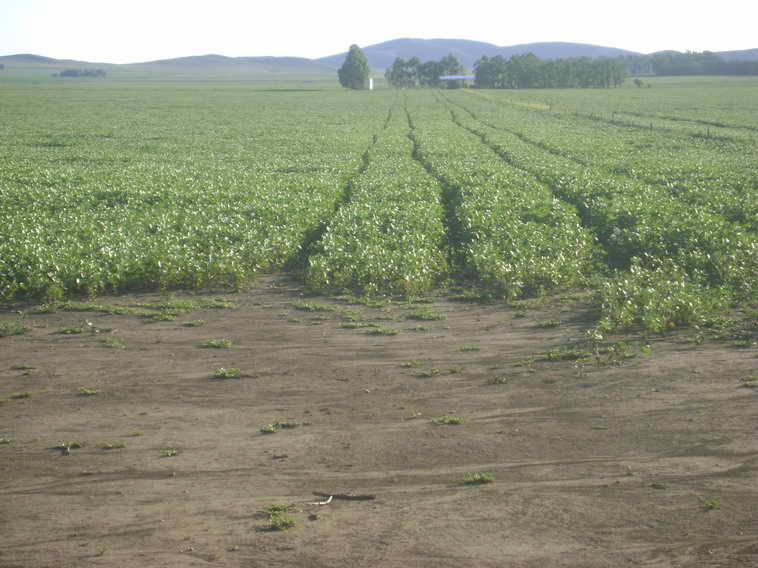 201 ha. en Pigue (BA)