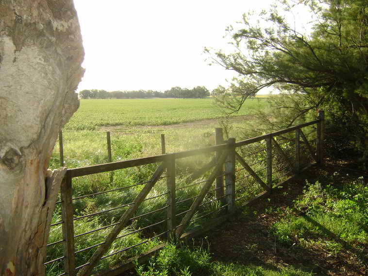 201 ha. en Pigue (BA)