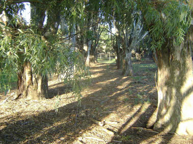 201 ha. en Pigue (BA)