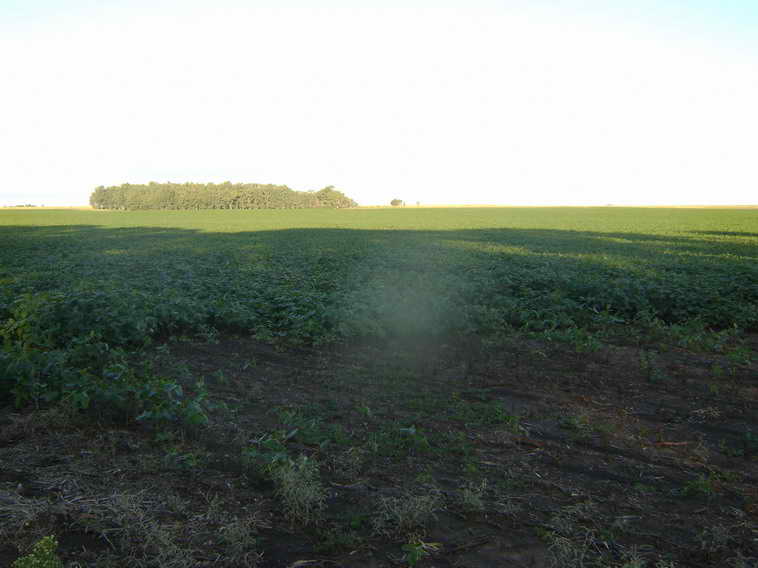 201 ha. en Pigue (BA)