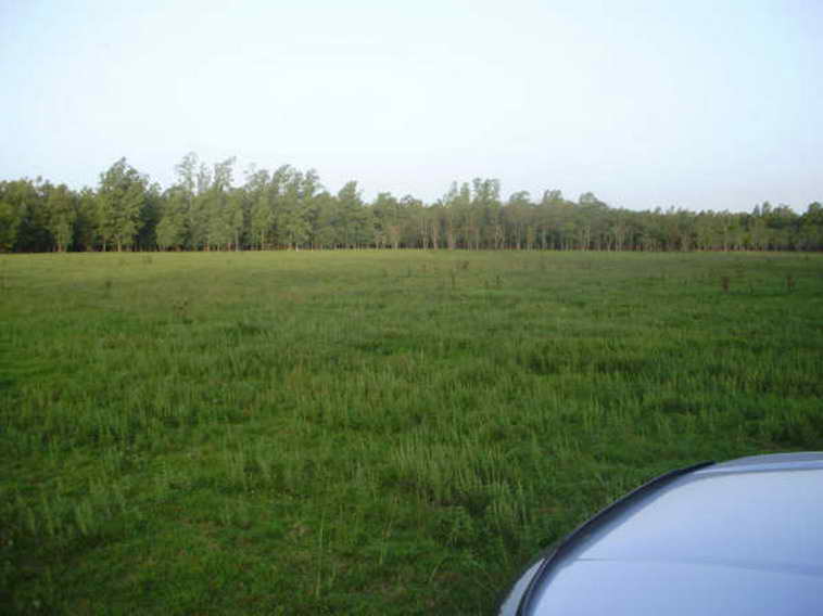 www.estanciascampos.com.ar-Buenos Aires-Las Flores-100 ha-agricola,forestal- www.estanciascampos.com.ar-Buenos Aires-Las Flores-100 ha-agricola,forestal-