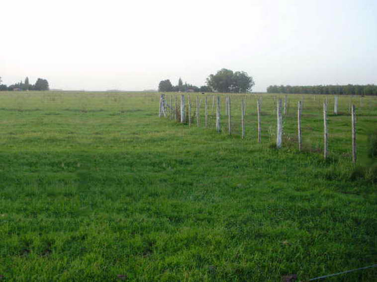 www.estanciascampos.com.ar-Buenos Aires-Las Flores-100 ha-agricola,forestal- www.estanciascampos.com.ar-Buenos Aires-Las Flores-100 ha-agricola,forestal-