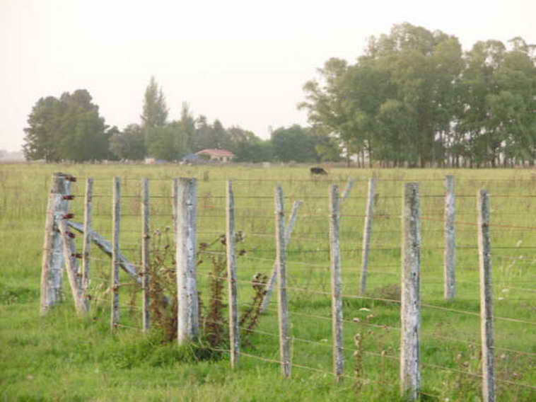 www.estanciascampos.com.ar-Buenos Aires-Las Flores-100 ha-agricola,forestal- www.estanciascampos.com.ar-Buenos Aires-Las Flores-100 ha-agricola,forestal-