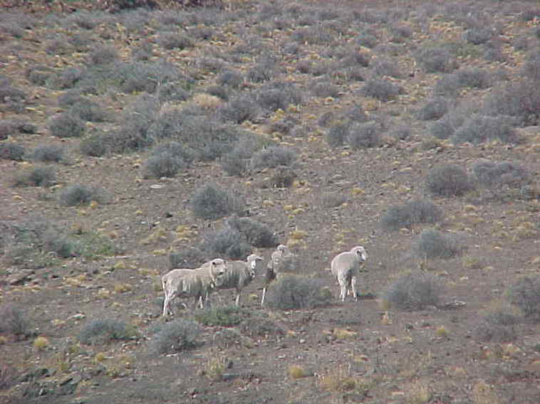 www.estanciascampos.com.ar-Chubut-Golfo Nuevo-11500 ha-ganadero-