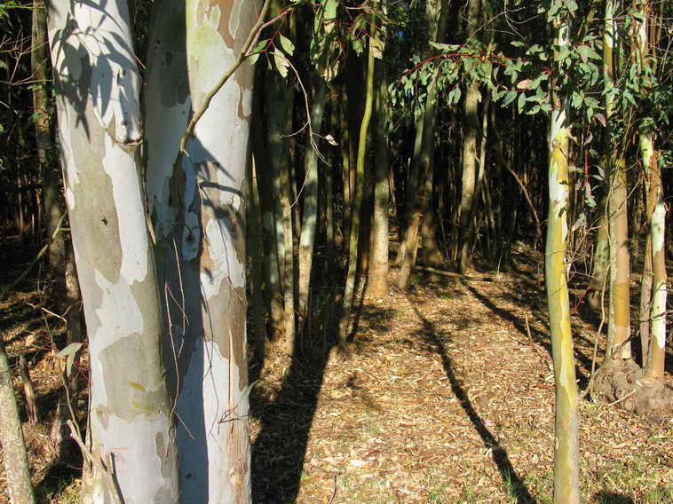 detalle de 18 ha en San Vicente