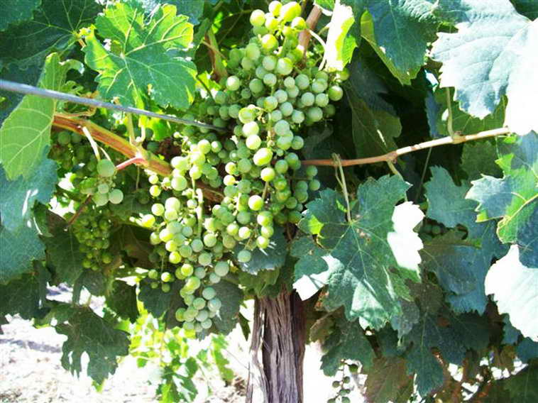 628 ha. en Caucete – Camarico (San Juan)
