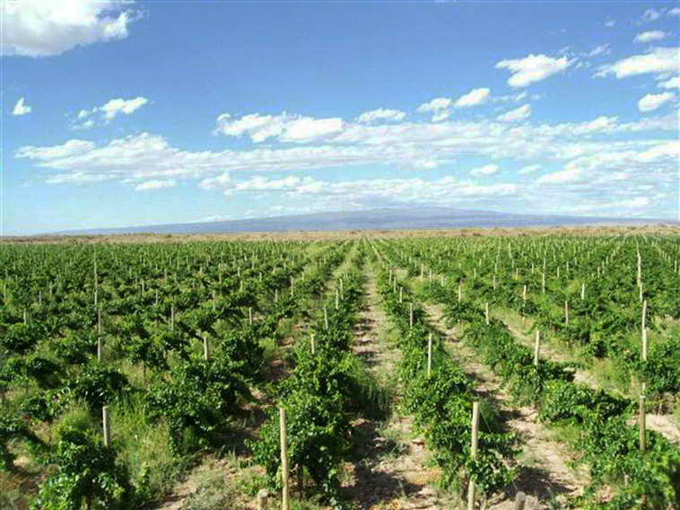 628 ha. en Caucete – Camarico (San Juan)