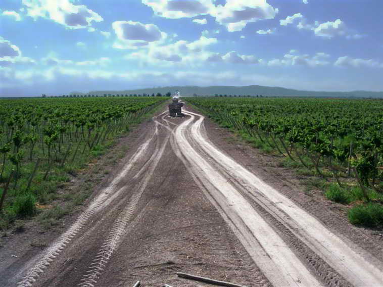 628 ha. en Caucete – Camarico (San Juan)