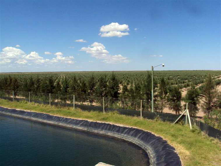 628 ha. en Caucete – Camarico (San Juan)