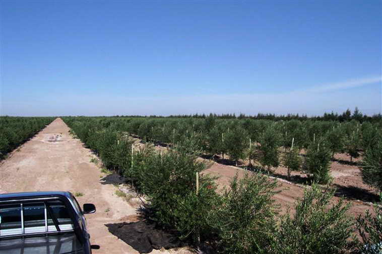 628 ha. en Caucete – Camarico (San Juan)