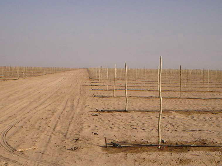 628 ha. en Caucete – Camarico (San Juan)