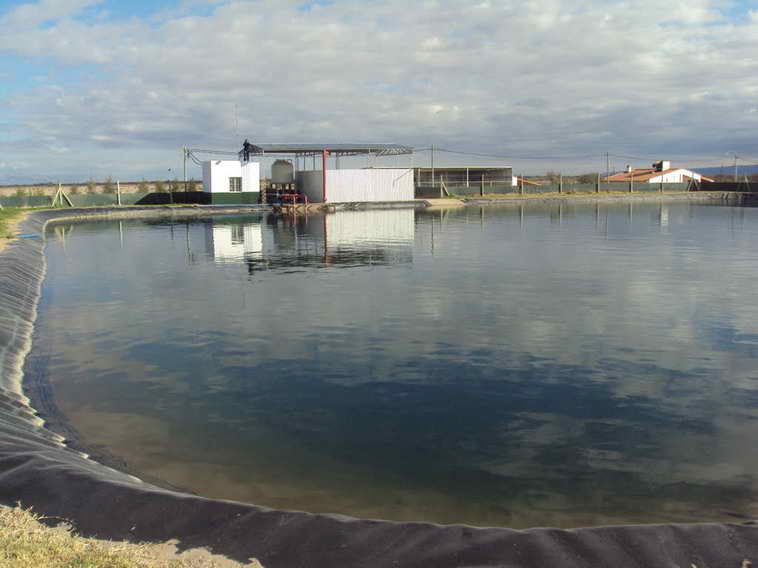 628 ha. en Caucete – Camarico (San Juan)