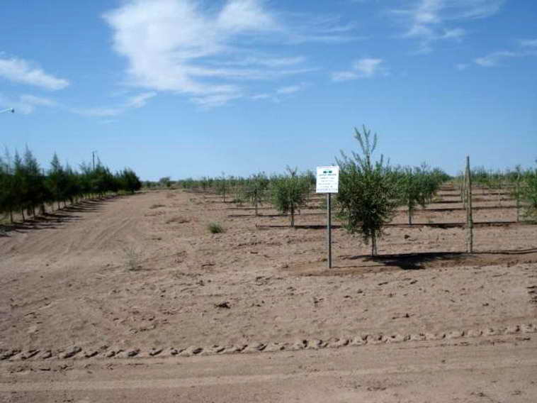 628 ha. en Caucete – Camarico (San Juan)