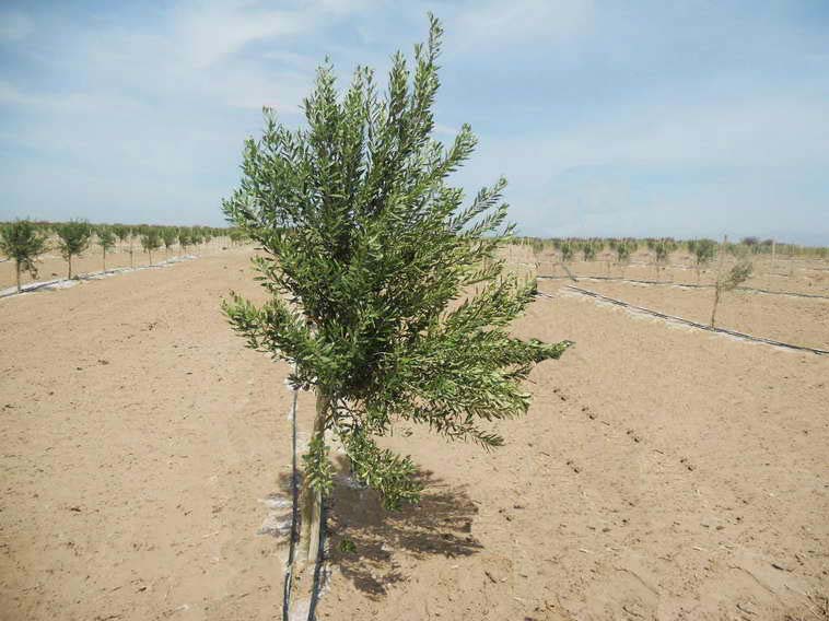 628 ha. en Caucete – Camarico (San Juan)