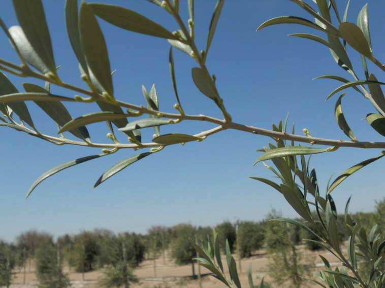 628 ha. en Caucete – Camarico (San Juan)
