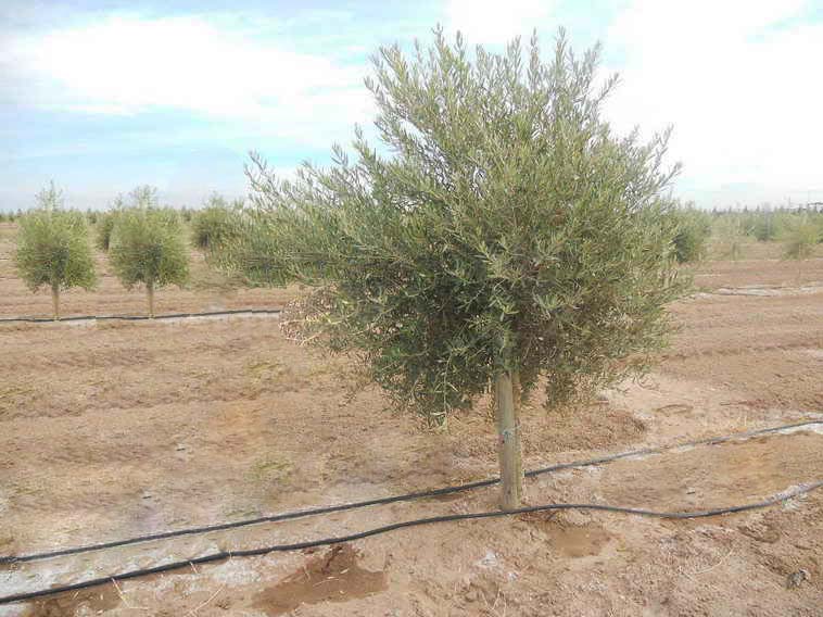 628 ha. en Caucete – Camarico (San Juan)
