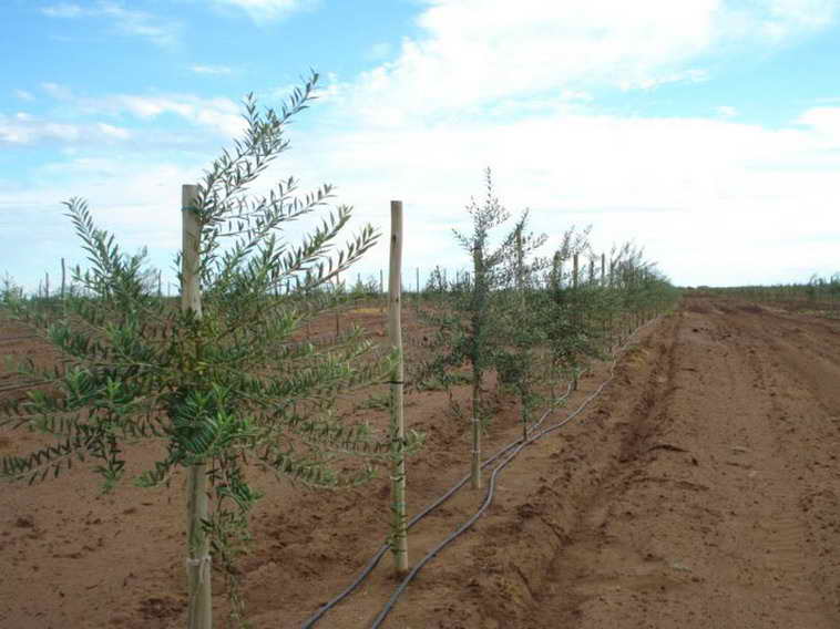 628 ha. en Caucete – Camarico (San Juan)