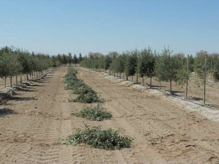 628 ha. en Caucete – Camarico (San Juan)