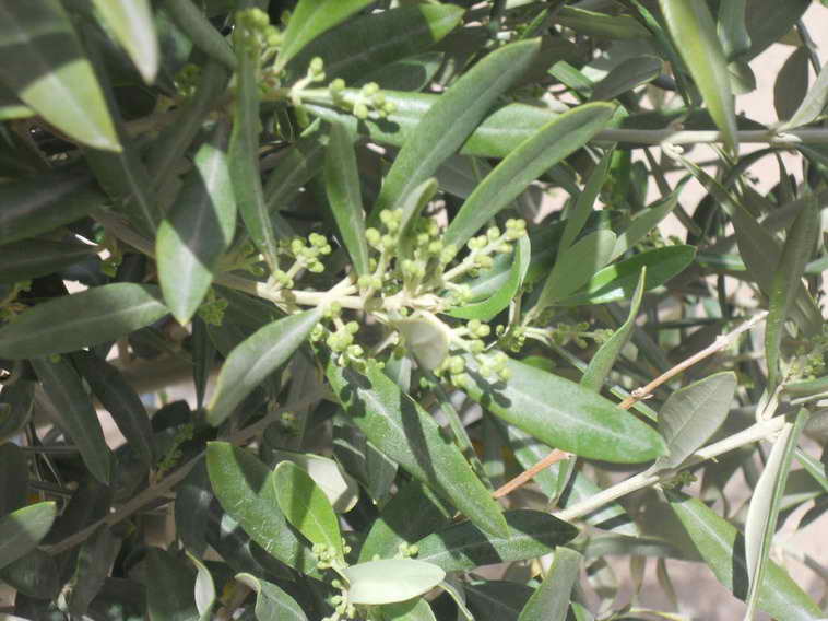 628 ha. en Caucete – Camarico (San Juan)