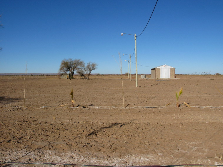 157 ha. en Caucete  Camarico (San Juan)