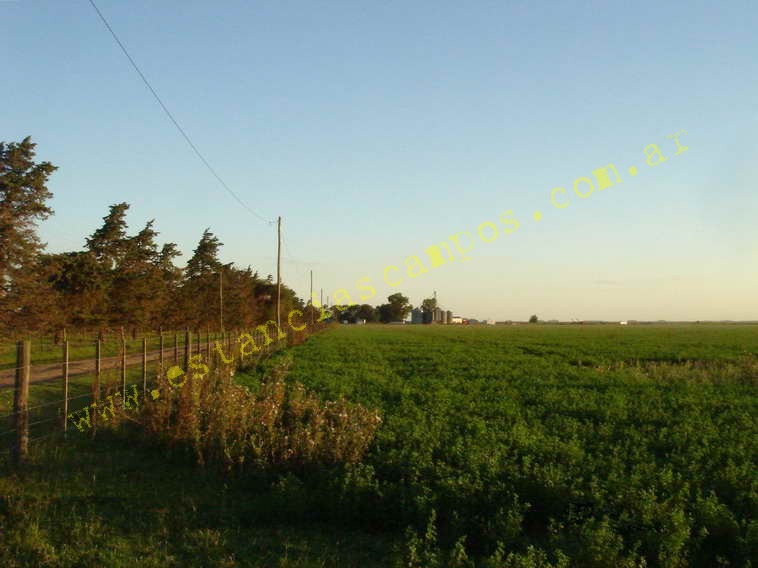 www.estanciascampos.com.ar-Buenos Aires-General Villegas-550 ha-mixto-