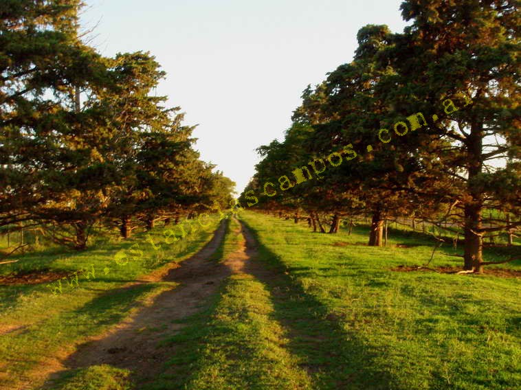 www.estanciascampos.com.ar-Buenos Aires-General Villegas-550 ha-mixto-