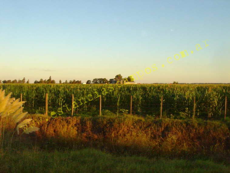 www.estanciascampos.com.ar-Buenos Aires-General Villegas-550 ha-mixto-