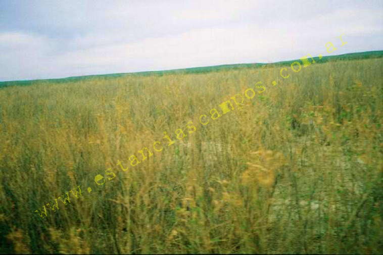 www.estanciascampos.com.ar-Rio Negro-Valcheta-24654 ha-Ganadero-