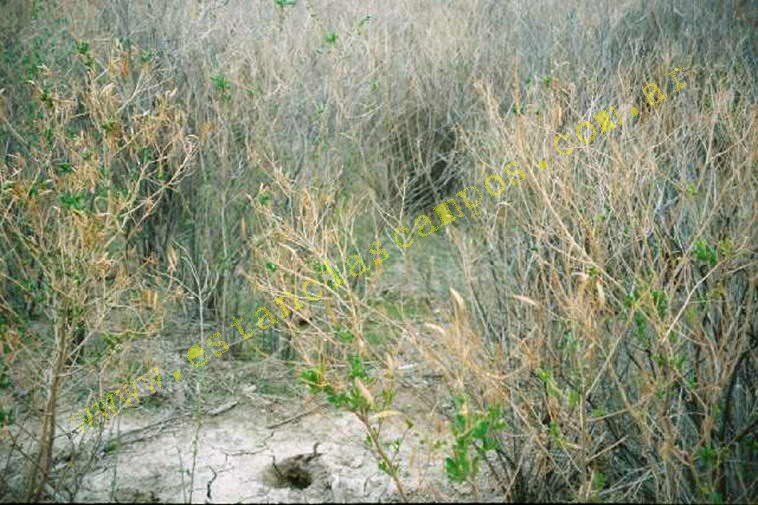 www.estanciascampos.com.ar-Rio Negro-Valcheta-24654 ha-Ganadero-