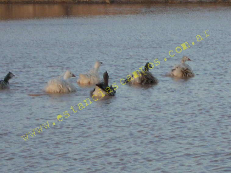 www.estanciascampos.com.ar-Rio Negro-Valcheta-24654 ha-Ganadero-