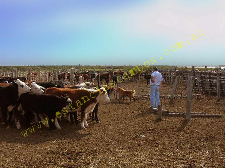 www.estanciascampos.com.ar-Rio Negro-Valcheta-24654 ha-Ganadero-