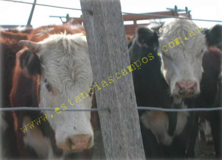 www.estanciascampos.com.ar-Rio Negro-Valcheta-24654 ha-Ganadero-