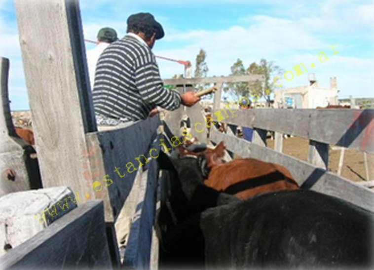 www.estanciascampos.com.ar-Rio Negro-Valcheta-24654 ha-Ganadero-