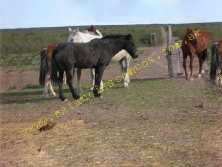 www.estanciascampos.com.ar-Rio Negro-Valcheta-24654 ha-Ganadero-