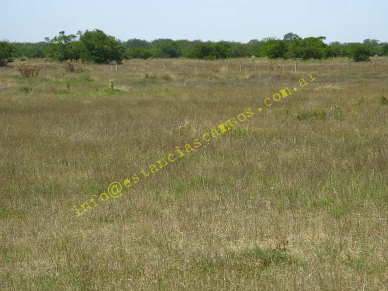 75+19 ha. en Magdalena (BA)