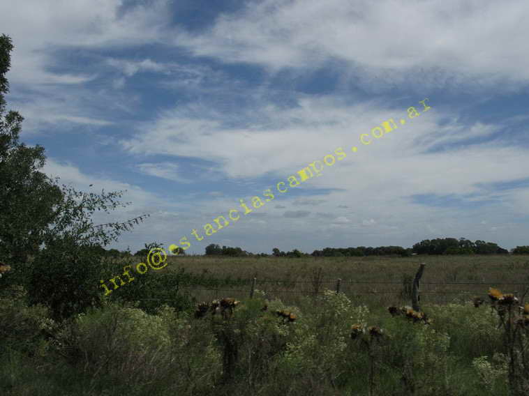 75+19 ha. en Magdalena (BA)