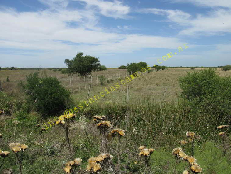 75+19 ha. en Magdalena (BA)